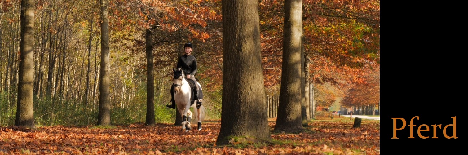 Pferd